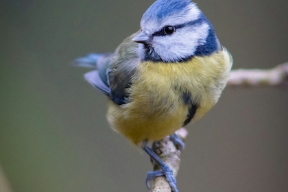 Bird nesting season is over, so what next?