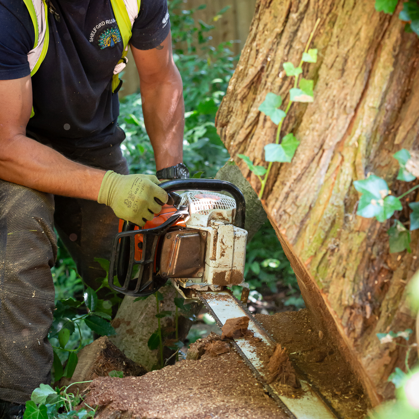 Shelford tree service domestic 2